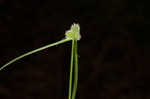 Low spikesedge